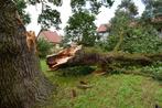 arbre tombé, Enlèvement ou Envoi