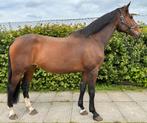 Interessante fokmerrie te koop, Dieren en Toebehoren, Paarden, Merrie, Springpaard, Z, Gechipt