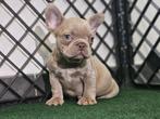 Bouledogue francais, België, Fokker | Hobbymatig, Reu, CDV (hondenziekte)