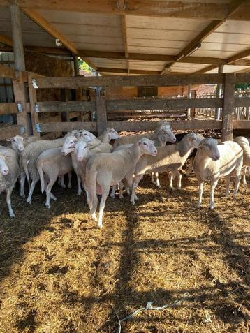 Rammen  —, Mâle, Mouton, 0 à 2 ans