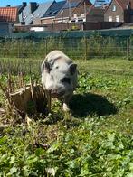 Microvarken beer gecastreerd 3 jaar en 5 maand, Dieren en Toebehoren