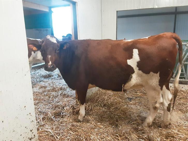 2 vaarzen 1 kalfje stiertje roodbont, Dieren en Toebehoren, Runderen