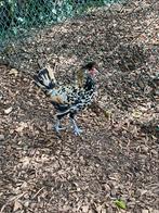 Appenzeller spitskuif hanen, Dieren en Toebehoren