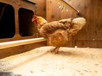 Cucciolotta Kippenhok Classic 2 XL, Dieren en Toebehoren, Ophalen of Verzenden, Nieuw, Drinken en Voederen