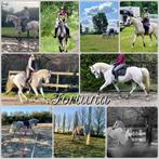 Jument PSA à vendre, Enlèvement ou Envoi, Récréation