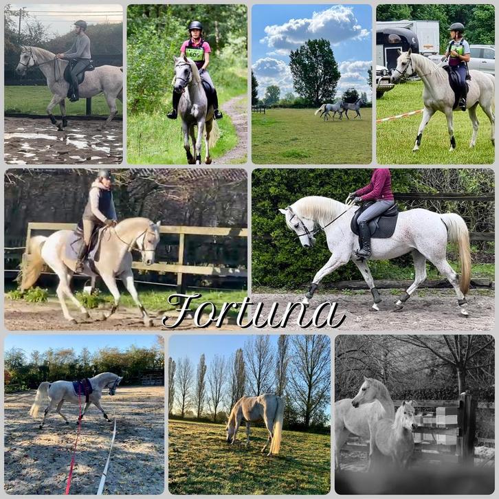 Jument PSA à vendre, Animaux & Accessoires, Chevaux & Poneys | Selles, Récréation, Enlèvement ou Envoi