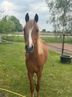 Lieve 3 jarige Welsh merrie met stamboom, Merrie, Gechipt, 3 tot 6 jaar, B pony (1.17m tot 1.27m)