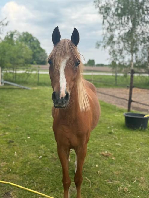 Lieve 3 jarige Welsh merrie met stamboom, Dieren en Toebehoren, Pony's, Merrie, Onbeleerd, B pony (1.17m tot 1.27m), 3 tot 6 jaar