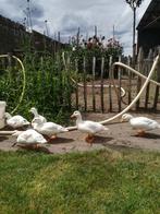 Hollandse witte kwaker korte snavel, Dieren en Toebehoren, Pluimvee, Meerdere dieren, Eend