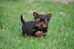Mini Yorkshire Terrier pup te koop (reutje)