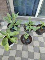 Verschillende Brugmansias beschikbaar warme soorten, Tuin en Terras, Planten | Tuinplanten, Ophalen