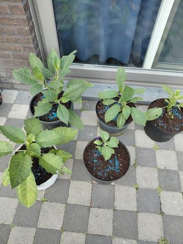 Verschillende Brugmansias beschikbaar warme soorten beschikbaar voor biedingen
