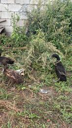 canard, Dieren en Toebehoren, Pluimvee, Mannelijk, Eend