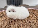 Ch teddy beertje wit donkeroog (uit california), Dieren en Toebehoren, Knaagdieren, Mannelijk
