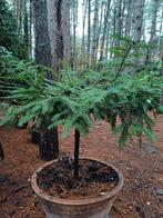 taxus stam pre bonsai, Ophalen