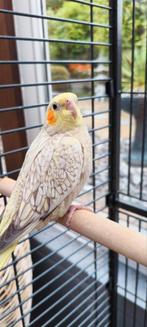 Handtamme valkparkieten, Dieren en Toebehoren