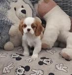 Prachtige cavalier king charles pups van geteste ouders, Dieren en Toebehoren, België, Fokker | Hobbymatig, CDV (hondenziekte)
