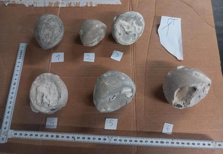 fossielen zeeëgels (NR1 -NR2), Verzamelen, Mineralen en Fossielen, Ophalen of Verzenden