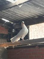 Pauwstaart duiven, Dieren en Toebehoren, Vogels | Duiven, Meerdere dieren, Overige soorten