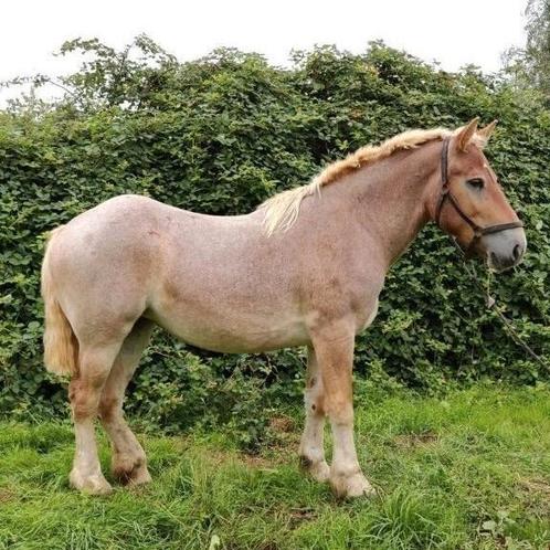 2 jaarse Kruising trekpaard x vlaamspaard, Animaux & Accessoires, Chevaux, Jument, Non dressé, 160 à 165 cm, 0 à 2 ans, Cheval de récréation