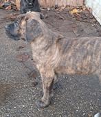 Cane corso pups, België, Fokker | Hobbymatig, CDV (hondenziekte), 8 tot 15 weken