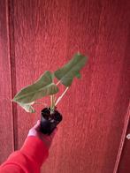 Stekje philodendron, Ombre partielle, Plante verte, Enlèvement, Moins de 100 cm