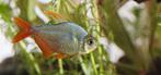 Columbian tetra 6x, Dieren en Toebehoren, Vissen | Aquariumvissen