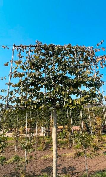 Parrotia persica leibomen in vele maten beschikbaar voor biedingen
