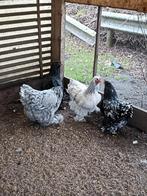 Brahma hennen te koop 1.5 jaar oud prijs is voor de 4, Dieren en Toebehoren, Pluimvee