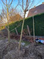 2 x Plataan + 2 x (knot) wilg, Tuin en Terras, Planten | Bomen, Ophalen, Leiboom, 250 tot 400 cm