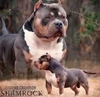 UNIEKE AMERICAN BULLY PUPS!! UIT TOP BLOEDLIJNEN!!, Parvovirose, Autres races, Plusieurs, Belgique