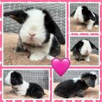 Prachtige & super lieve Dwerg Hangoor baby konijntjes, Dieren en Toebehoren, Konijnen, Meerdere dieren, Dwerg, Hangoor, 0 tot 2 jaar