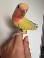 Handtamme dwergpapegaaitjes, Dwergpapegaai of Agapornis, Tam