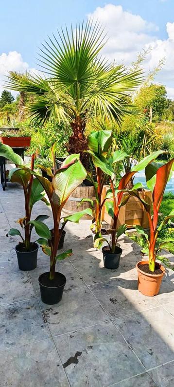 Ensete ventricosum maurelli banaan  beschikbaar voor biedingen
