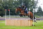 Knappe Eventing Franse Volbloed Merrie 9j, Dieren en Toebehoren, Paarden, Merrie, Springpaard, Minder dan 160 cm, B