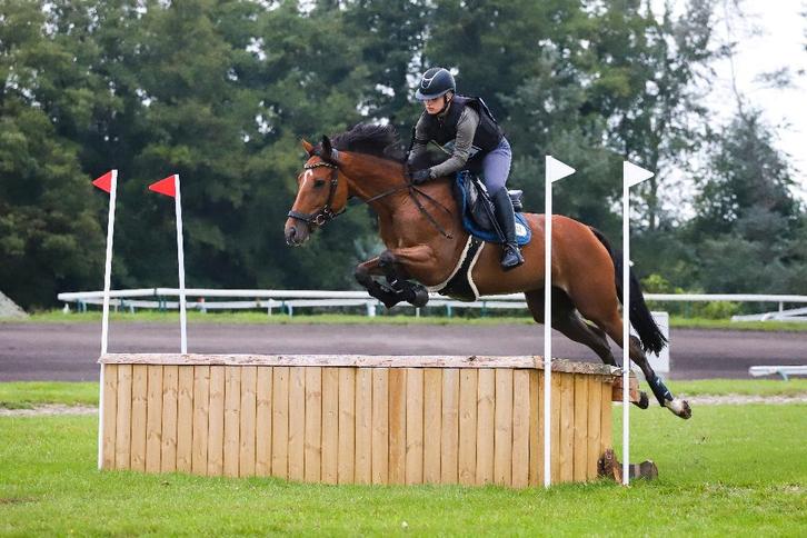 Knappe Eventing Franse Volbloed Merrie Paard / E Pony 9j, Dieren en Toebehoren, Paarden, Merrie, B, Minder dan 160 cm, 7 tot 10 jaar