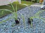 Plante Chlorophytum comosum 2€ (plante araignée), Maison & Meubles, Plantes d'intérieur, Enlèvement ou Envoi