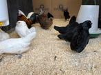 Jonge tamme Antwerpse baardkrielen gesekst & ingeënt, Plusieurs animaux, Poule ou poulet