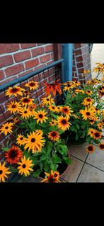 20 - de nombreux types de plantes en pots, Jardin & Terrasse, Plantes | Arbres, Enlèvement ou Envoi