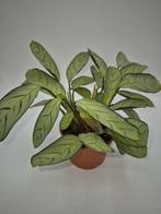 Ctenanthe, Huis en Inrichting, Ophalen of Verzenden