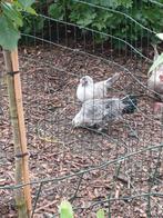 Kriel kipjes, Dieren en Toebehoren, Pluimvee