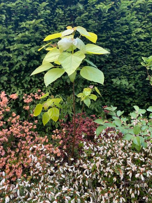 Trompetboom - catalpa bignoides, Tuin en Terras, Planten | Tuinplanten, Ophalen