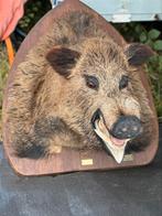 Taxidermie zwijn wild everzwijn prachtig, Ophalen of Verzenden
