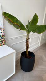 Bananenplant, Ophalen
