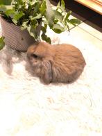 Lief minilop rammelaartje, Dieren en Toebehoren