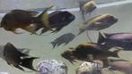 Petrochromis trewavasae Tanganyika cichliden, Poisson, Poisson d'eau douce, Banc de poissons