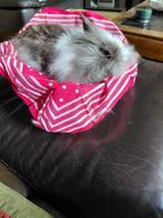 Heel mooi vrouwelijk teddy dwerg, in goede gezondheid en ing, Dieren en Toebehoren, Konijnen, Vrouwelijk, Dwerg, 0 tot 2 jaar