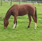 3 jarige Freiberger/Franches Montagnes merrie import Swiss., Dieren en Toebehoren, Merrie, Minder dan 160 cm, Gechipt, 3 tot 6 jaar