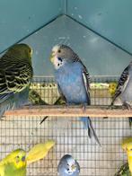 GEMENGDE KLEUREN GRASPARKIETJES NU 15 EURO/KOPPEL, Dieren en Toebehoren, Vogels | Parkieten en Papegaaien, Meerdere dieren, Parkiet