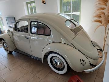 VW Cox Kever SPLIT 3/1952 - OVAAL 1953 gerestaureerd